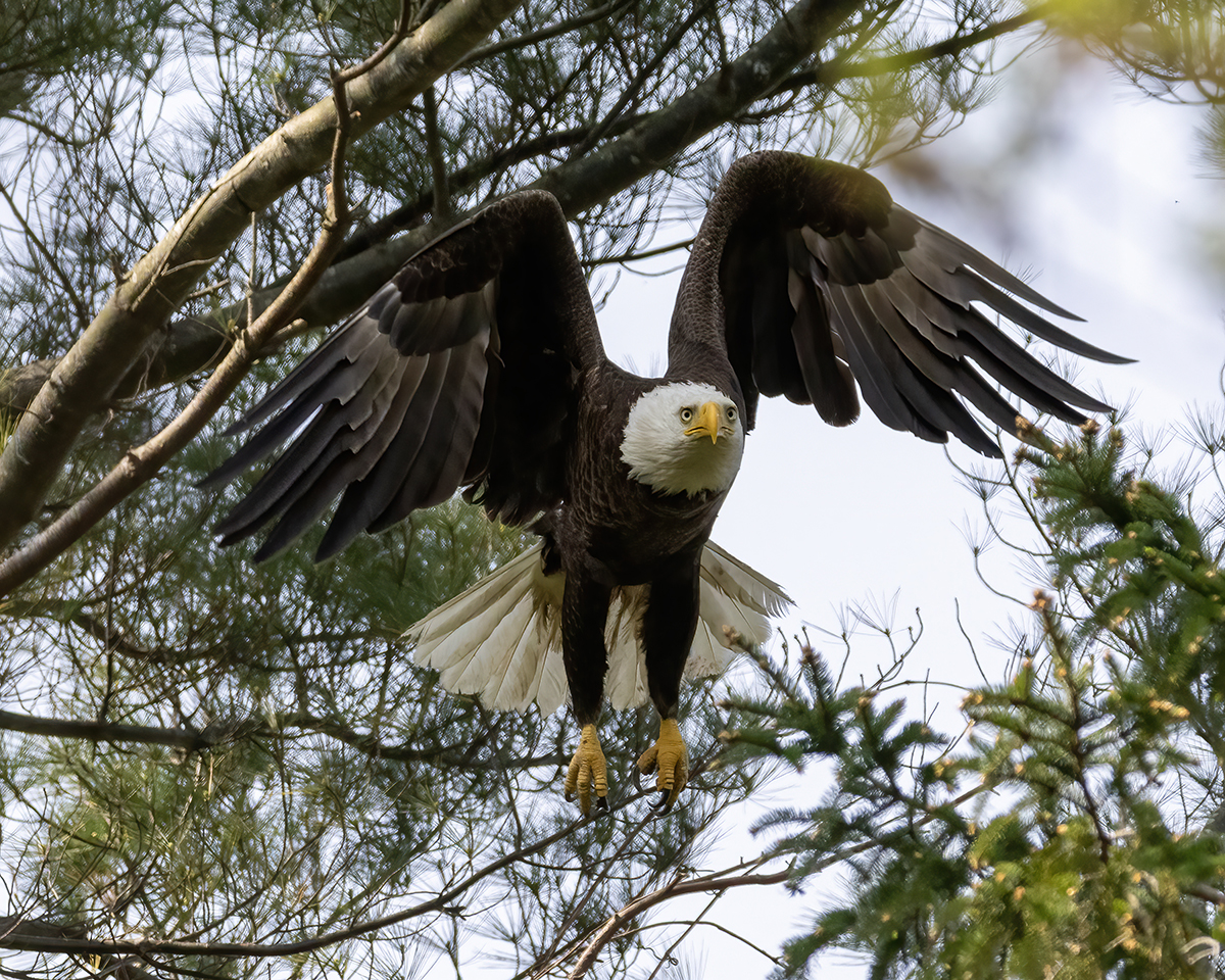 Why Is the Bald Eagle America's National Bird?