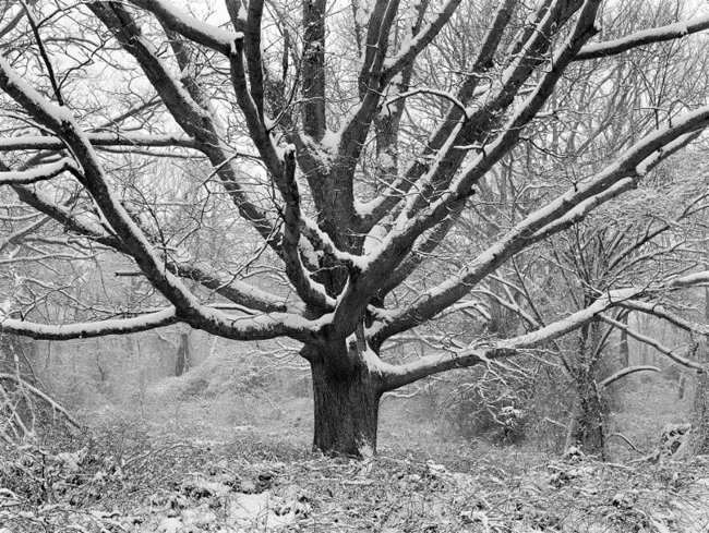 'Family Tree In Winter' by Daniel Jones.