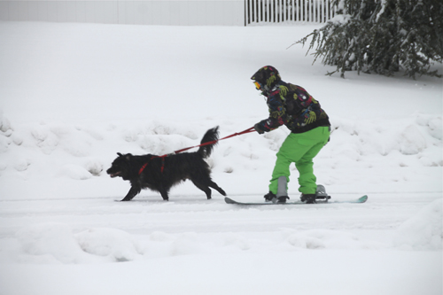 A Calverton resident lets his dog take the lead after Tuesday night's snowstorm. Paul Squire photo.
