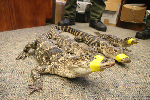 These four gators were captured in the Peconic River in April 2013. (Credit: DEC courtesy, file)
