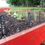 KATHARINE SCHROEDER PHOTOVegetables grow in raised beds.