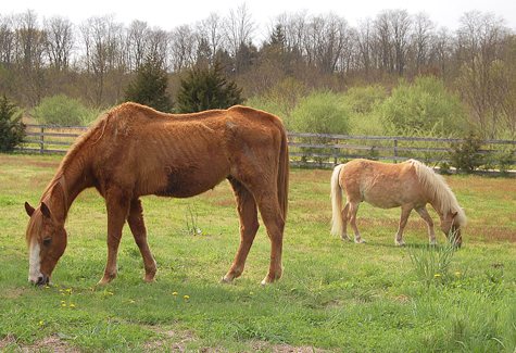 VERA CHINESE FILE PHOTO | A malnourished horse and pony at Abbess Farm in Calverton in 2011, when the horse's owner could not access the party.
