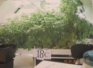COURT DOCUMENT IMAGE | Police say nearly 1,700 marijuana plants worth roughly $3.8 million were recovered from Mr. Dispirito's home, garage, and sheds.