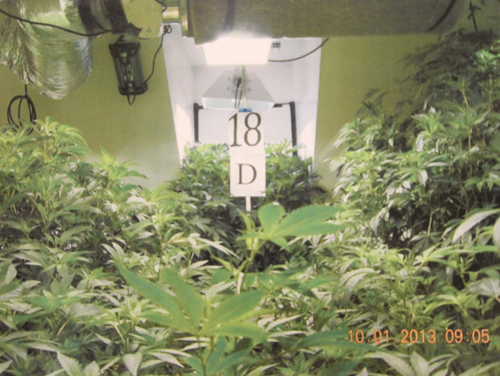 COURT DOCUMENT IMAGE | A photo taken during Tuesday's raid of an Osborn Avenue property shows dozens of marijuana plants in the garage of Edward Dispirito, police say.