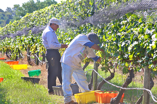 Migrant farmworkers at a North Fork vineyard. (Credit: Barbaraellen Koch, file)