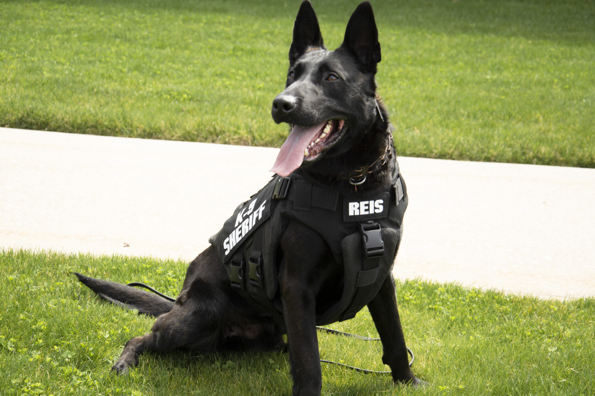 Simonsen Foundation donates specially made vest to new K9 with Suffolk ...