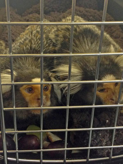 County officials received these marmoset monkeys Saturday during its first ' (Credit: SCPA, courtesy) 