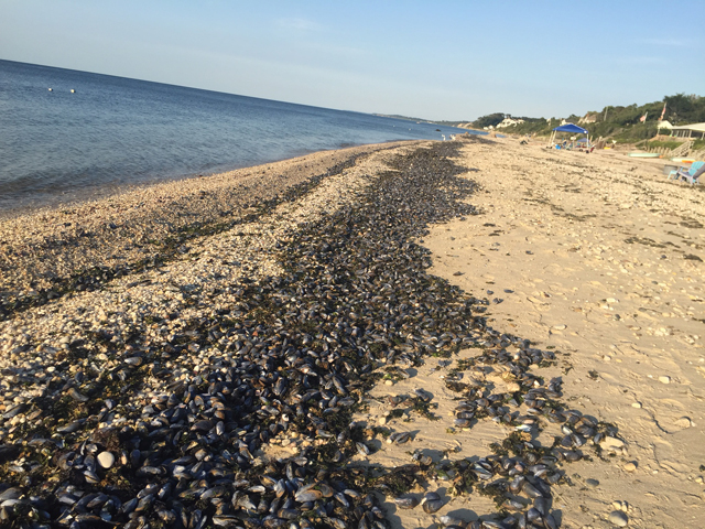 Mussels Long Island Sound Jamesport