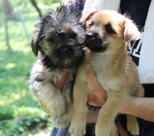 Puppies at the Calverton Shelter. (Credit: Courtesy Kent)