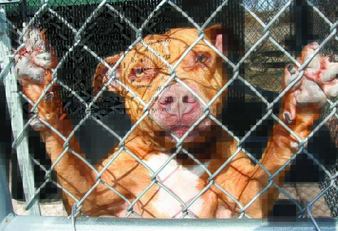 BARBARAELLEN KOCH PHOTO | Reko, a 5-year-old male American Staffordshire Terrier, has been at the Riverhead Town Animal Control shelter since Dec. 30.