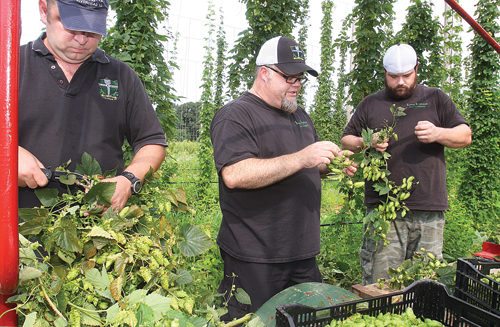 Long Ireland Brewery co-owner Greg Martin (center) harvests hop cones with assistant brewers Liam Hudcock (left) and Fred Keller at Condzella Farm in Wading River in 2012. (Credit: Barbaraellen Koch, file)