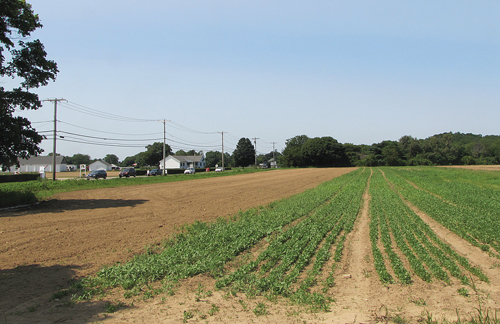 A 46-lot subdivision is proposed on this farmland north of Sound Avenue in Riverhead. (Credit: Tim Gannon)