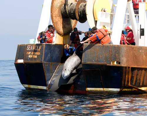 RIVERHEAD FOUNDATION COURTESY PHOTO | Roxanne, a Risso's dolphin was released Wednesday morning. 