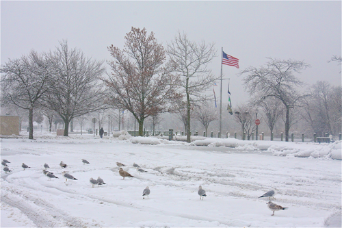 Seagulls hunkered down in the snowy parking lot.