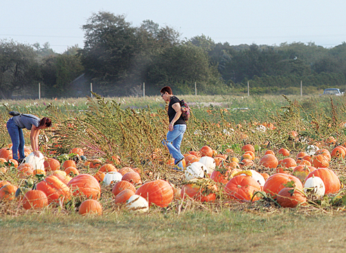 BARBARAELLEN KOCH PHOTO | Pumpkin pickers in a field at Harbes Family Farm on Sound Avenue in Mattituck.