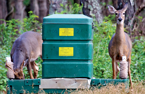 JIM COLLIGAN PHOTO | Two deer feeding at one of the '4-poster' tick control stations on Shelter Island.