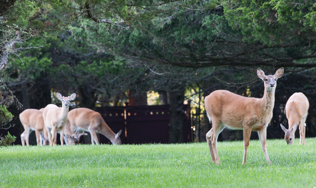 Deer in the backyard of a Southold home. (Credit: Katharine Schroeder)