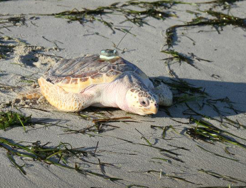 COURTESY | Anchor, a Loggerhead sea turtle makes his way home to bay waters. 