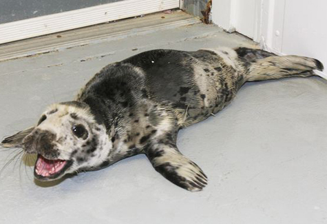 Gray seal pup rescued