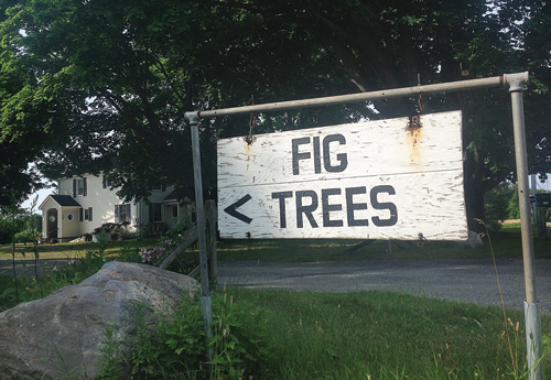 Fig trees grown by farmer Austin Funfgeld on Middle Road in Calverton. (Credit: Joseph Pinciaro)