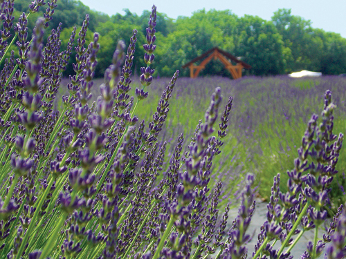 Lavender By the Bay in East Marion announced over the Fourth of July weekend its French lavender crop was blooming. (Credit: Joseph Pinciaro)