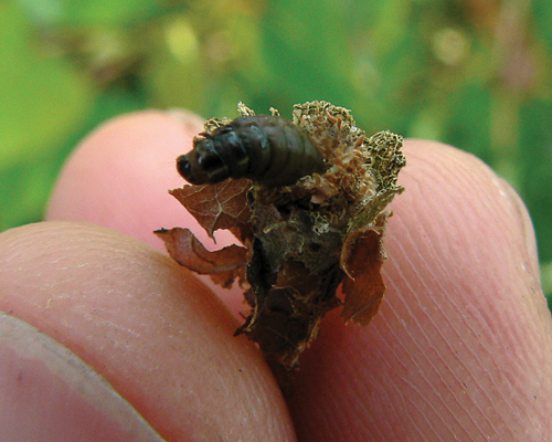 Bagworm larva are typically small and black. (Credit: Creative Commons/Benimoto)