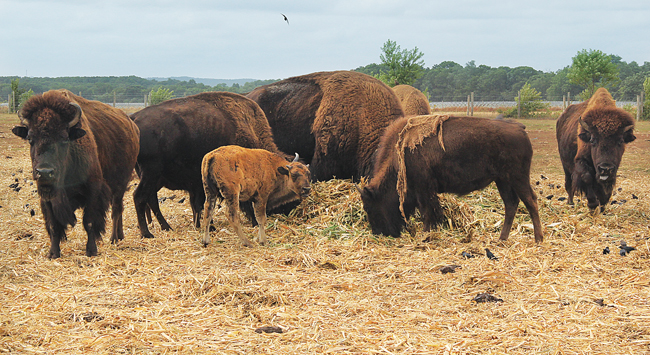 Mild summer made for ideal conditions for farmers - Riverhead News Review