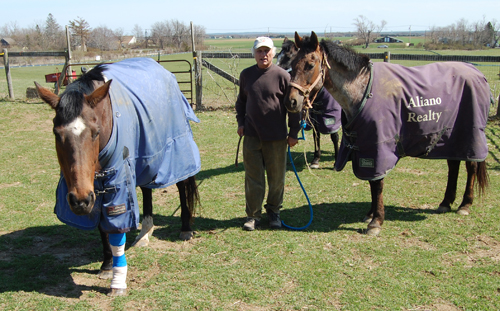 Alberto Bengolea with three of the 15 horses boarded at the 4-H Camp on Sound Avenue. Veronica, left, was injured after someone cut the fencing on the property and the horses escaped overnight Sunday.