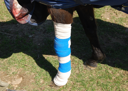 Veronica's leg was bandaged Sunday morning and her wound will be treated with antibiotics. (Credit: Grant Parpan)