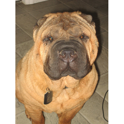 Tonka, a four-year-old shar pei, was hit and killed over the weekend. (Credit: Jesse Swenk/Facebook)