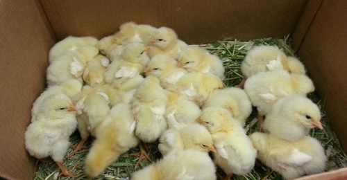 Central Veterinary Associates Courtesy Photo | The baby chicks now have a new home at County’s the Dorothy P. Flint 4H Camp in Riverhead. 