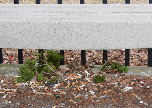 Discarded cigarettes under a bench outside the entrance to the criminal courts building in Riverside. (Credit: Barbaraellen Koch)