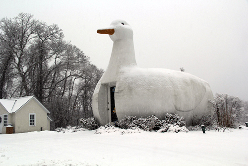 CARRIW MILLER PHOTO | The Big Duck in Flanders.