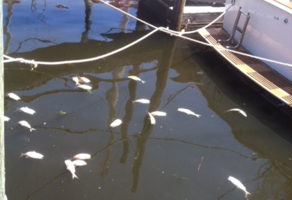 Dead fish that turned up near the Riverhead Yacht Club Friday afternoon. (Credit: Melanie Drozd)