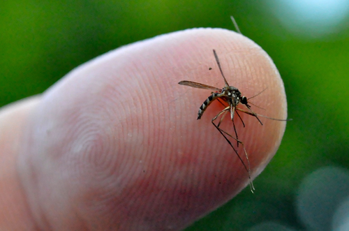 heese, beer and stinky feet all attract mosquitoes to the skin. (Credit: Tim Kelly, file)