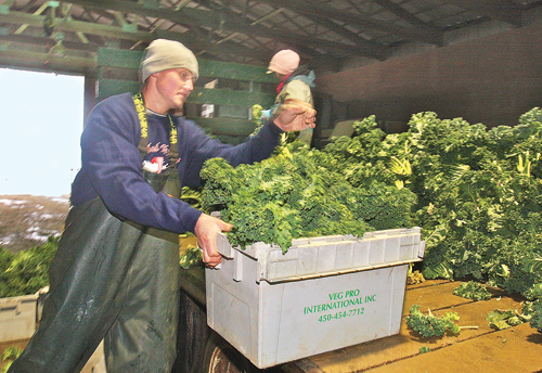 BARBARAELLEN KOCH PHOTO | Farmer Matthew Schmitt with containers of kale that was harvested Monday morning and being packaged for delivery to supermarkets.