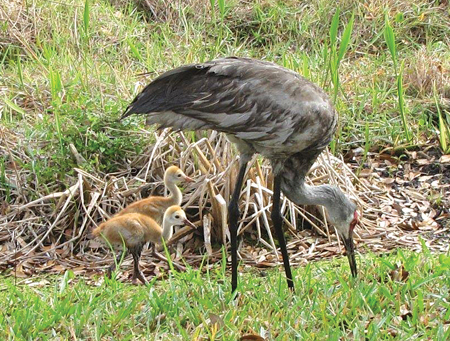 These two little sandhill crane chicks try to keep up with their parent, who's teaching them to feed on their own.