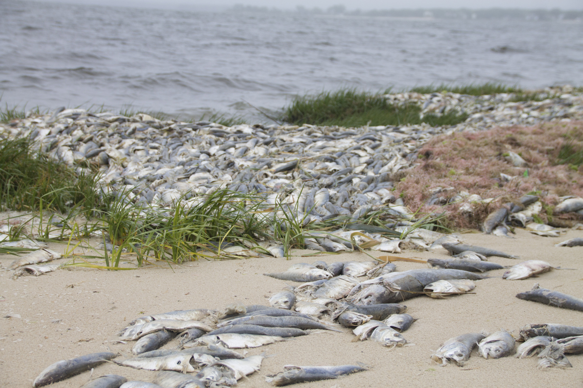 Dead fish line the shoreline at Indian Island Monday morning. (Credit: Paul Squire)