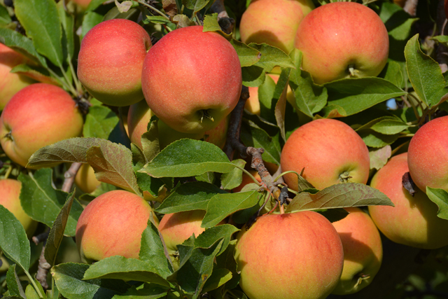 Apples on the North Fork are ripe for the picking (Credit: Monique Singh-Roy)