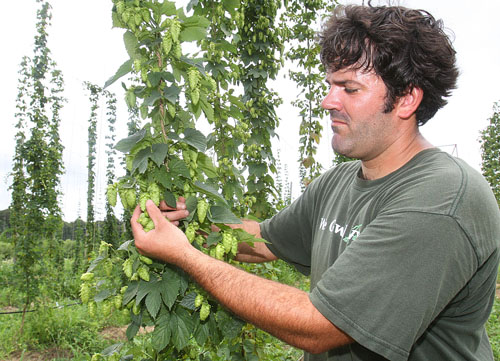 wading river hops for microbreweries