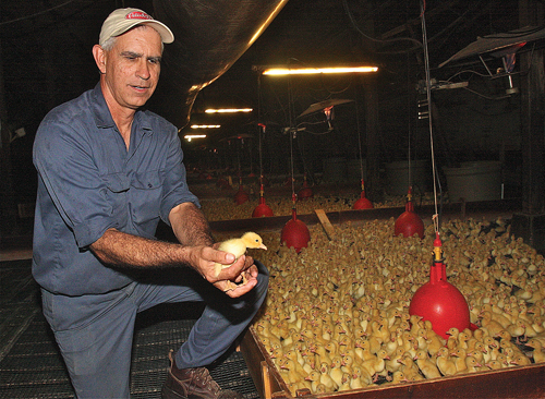 Crescent Duck Farm's president Doug Corwin holding a two-day old chick in the hatchery. There were 11,900 in there on Tuesday morning. (Credit: Barbaraellen Koch)