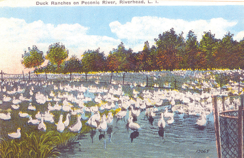 An old postcard of a Long Island Duck ranch