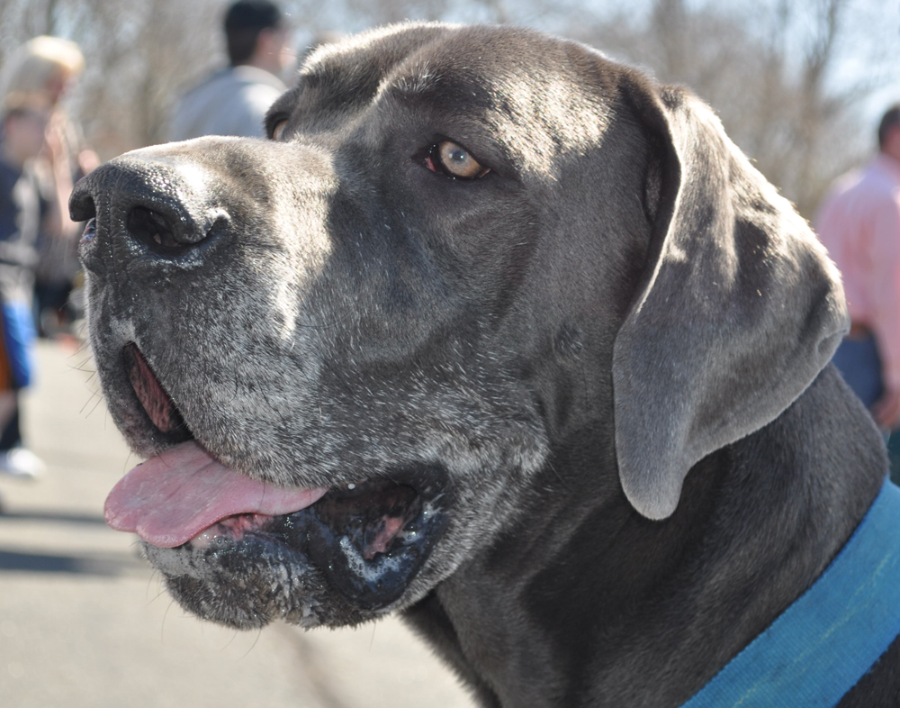 King is a 2-year-old great dane from Yaphank. (Credit: Vera Chinese)