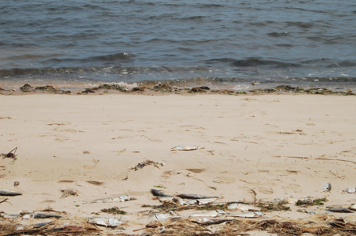 Some dead fish from last week's kill still lined the beach at Indian Island. (Credit: Nicole Smith)