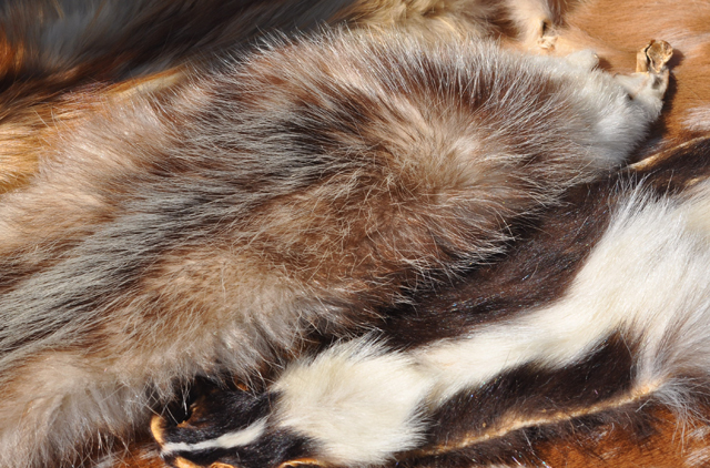 A display of pelts at the museum farm included mink and rabbit. (Credit: Grant Parpan)