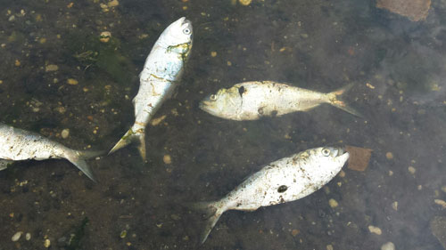 Dead bunker fish in Flanders Bay. (Credit: Christopher Gobler, Stony Brook University)