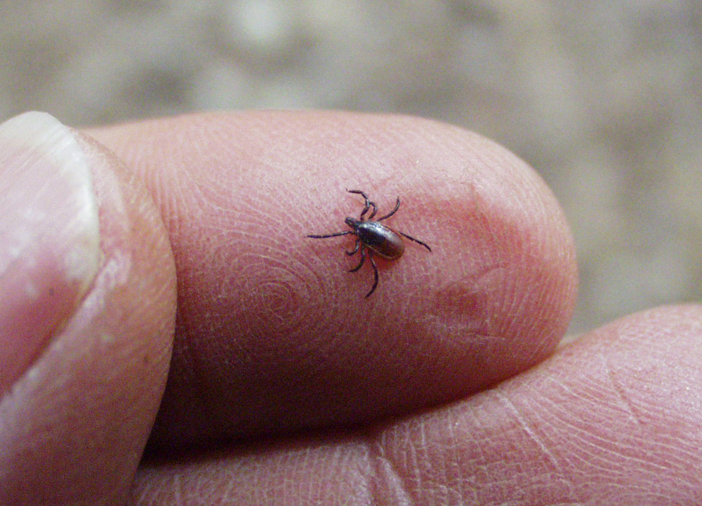 A female deer tick (Credit: Dan Gilrein, Cornell Cooperative Extension of Suffolk County)