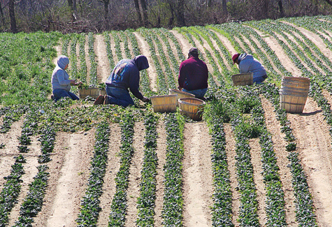 BARBARAELLEN KOCH FILE PHOTO | Farm workers harvesting spinach at Bayview Farm on the Main Road in Aquebogue in 2010.