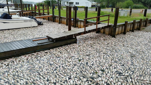 Dead fish washed ashore at the Riverhead Yacht Club. (Courtesy photo)