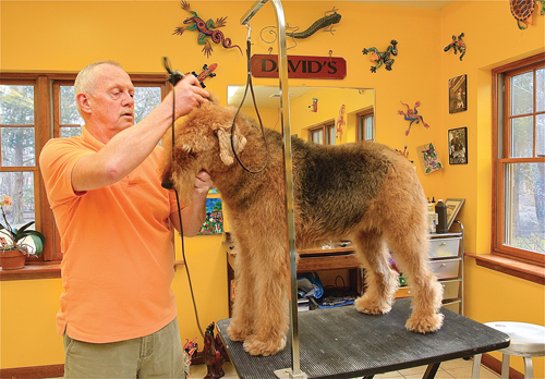David Borders grooms Lily, an Airedale terrier, at Schoshire Kennels in Aquebogue. (Credit: Barbaraellen Koch, file)